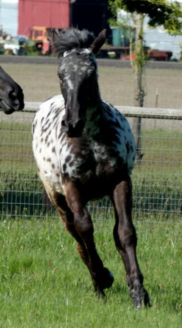 HorseID: 2312297 Poplars Stellar Banner - PhotoID: 1097362
