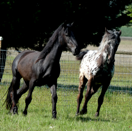 HorseID: 2312297 Poplars Stellar Banner - PhotoID: 1097363