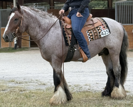 HorseID: 2312305 Stardust’s Maximilan of Bigfoot Vanners - PhotoID: 1097371