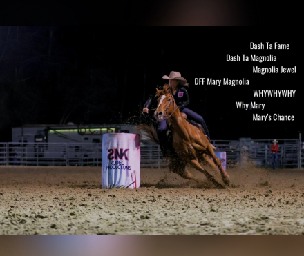HorseID: 2312306 DFF Mary Magnolia - PhotoID: 1097372