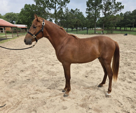 HorseID: 2312322 Panadero JP - PhotoID: 1097387