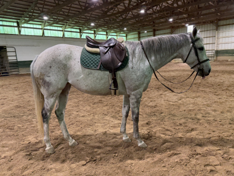 HorseID: 2312323 Shaolin - PhotoID: 1097388