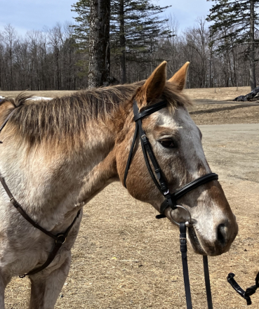 HorseID: 2312326 TSQUARE APPLE LOUIE - PhotoID: 1097390