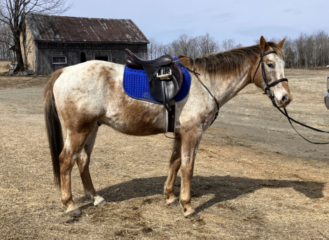HorseID: 2312326 TSQUARE APPLE LOUIE - PhotoID: 1097391