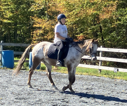 HorseID: 2312326 TSQUARE APPLE LOUIE - PhotoID: 1097392