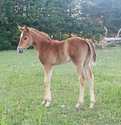 HorseID: 2312329 AQHA Pending *Stella Rosa Stinson* - PhotoID: 1097395