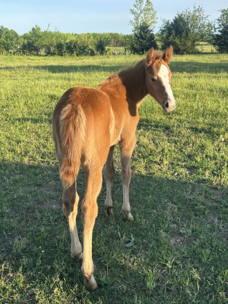 HorseID: 2312330 AQHA Pending *Buzzin ONA Flight* - PhotoID: 1097396