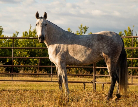 HorseID: 2312333 Velvet - PhotoID: 1097397