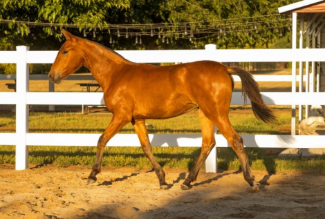 HorseID: 2312334 TIFFANY IV - PhotoID: 1097398