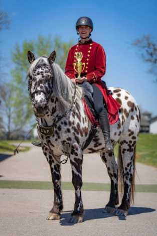 HorseID: 2312337 Oberon de Fermes Boisvert - PhotoID: 1097400
