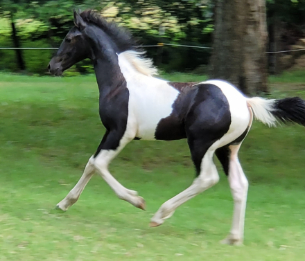 HorseID: 2312340 Maggie - PhotoID: 1097406