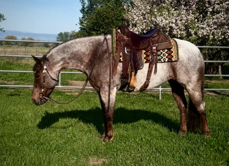 HorseID: 2312347 SHEALITTLEREDVON - PhotoID: 1097418