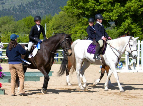 HorseID: 2312352 HALCYONIA BRANDY - PhotoID: 1097491