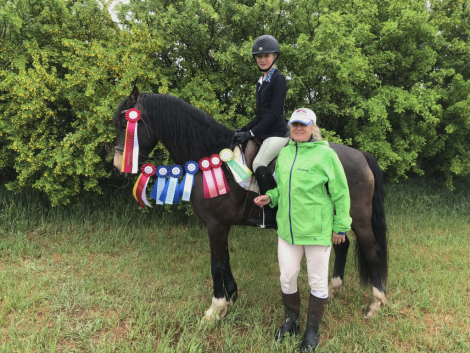 HorseID: 2312352 HALCYONIA BRANDY - PhotoID: 1097492