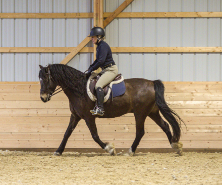 HorseID: 2312352 HALCYONIA BRANDY - PhotoID: 1097493