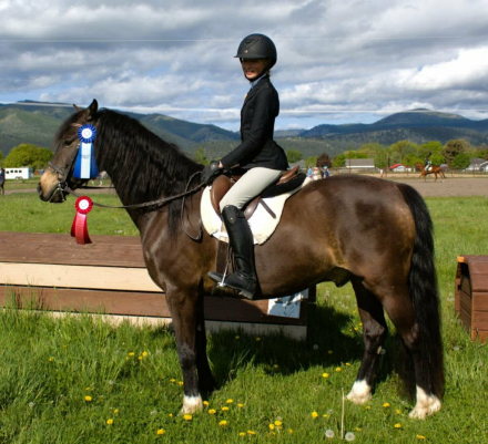 HorseID: 2312352 HALCYONIA BRANDY - PhotoID: 1097421