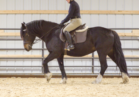 HorseID: 2312353 MHS OH MY GUINNESS - PhotoID: 1097497
