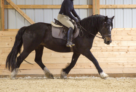 HorseID: 2312353 MHS OH MY GUINNESS - PhotoID: 1097498