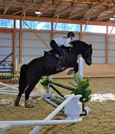 HorseID: 2312353 MHS OH MY GUINNESS - PhotoID: 1097499