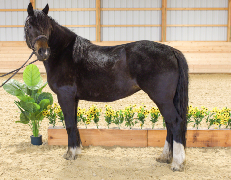 HorseID: 2312353 MHS OH MY GUINNESS - PhotoID: 1097420