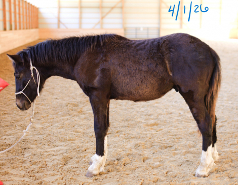 HorseID: 2312354 MHS Mega Jazz Meadowlark - PhotoID: 1097494