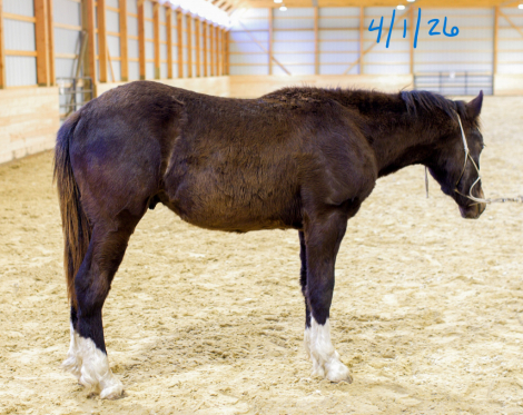 HorseID: 2312354 MHS Mega Jazz Meadowlark - PhotoID: 1097495