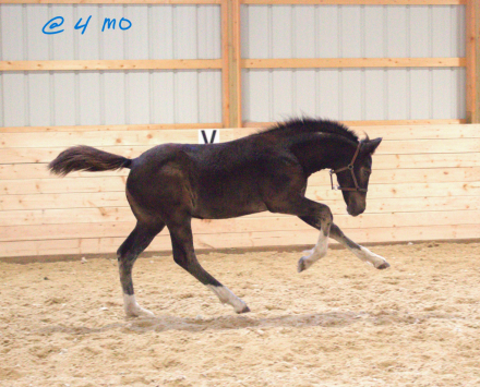 HorseID: 2312354 MHS Mega Jazz Meadowlark - PhotoID: 1097496