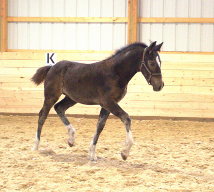 HorseID: 2312354 MHS Mega Jazz Meadowlark - PhotoID: 1097422