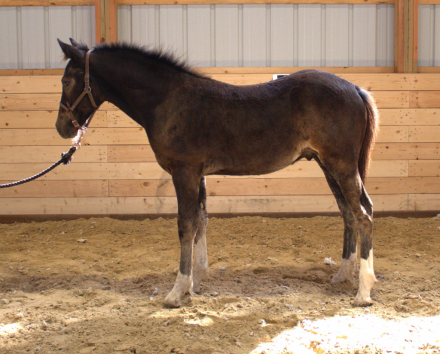 HorseID: 2312354 MHS Mega Jazz Meadowlark - PhotoID: 1097494