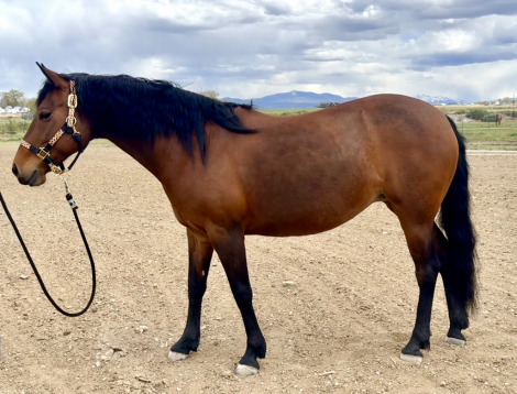 HorseID: 2312356 HX Surely A Queen - PhotoID: 1097423