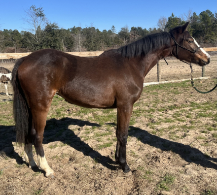 HorseID: 2312358 Sassafras SFF - PhotoID: 1097424