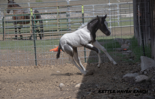 HorseID: 2312361 (Name Penning) - PhotoID: 1097781