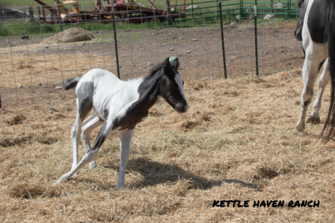 HorseID: 2312361 (Name Penning) - PhotoID: 1097782