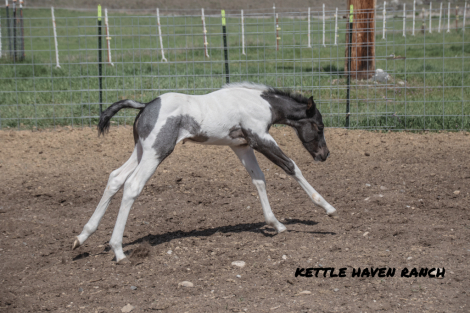 HorseID: 2312361 (Name Penning) - PhotoID: 1097783