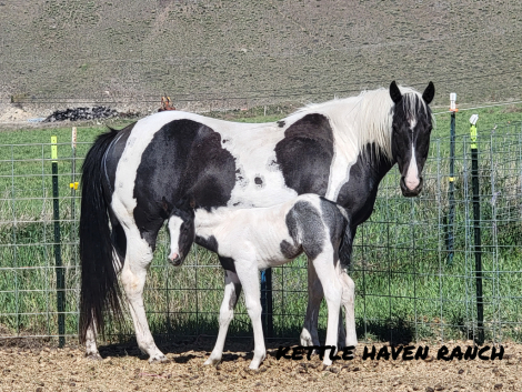 HorseID: 2312361 (Name Penning) - PhotoID: 1097784