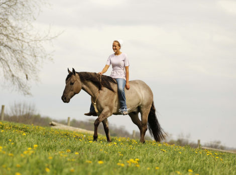 HorseID: 2312363 San Dee Show Time - PhotoID: 1097450