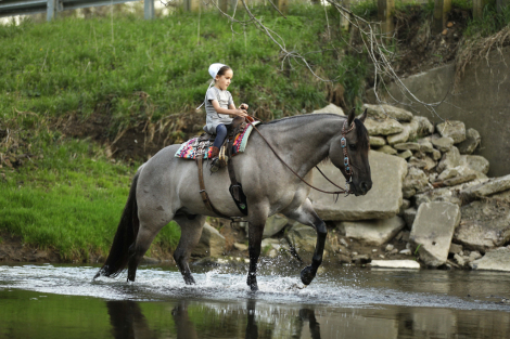 HorseID: 2312363 San Dee Show Time - PhotoID: 1097451