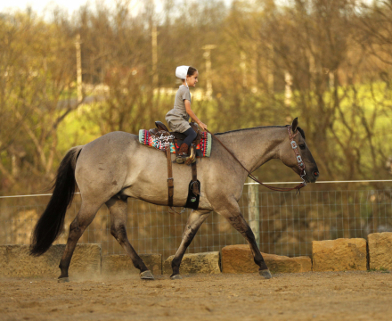 HorseID: 2312363 San Dee Show Time - PhotoID: 1097452