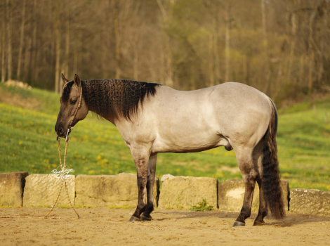 HorseID: 2312363 San Dee Show Time - PhotoID: 1097453