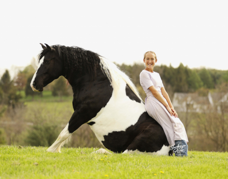 HorseID: 2312364 Buckeyes Shamu - PhotoID: 1097445