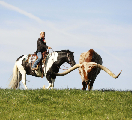 HorseID: 2312364 Buckeyes Shamu - PhotoID: 1097446