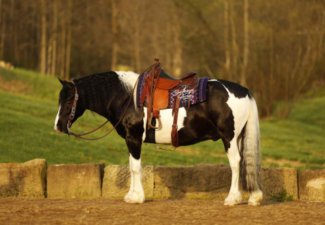 HorseID: 2312364 Buckeyes Shamu - PhotoID: 1097447