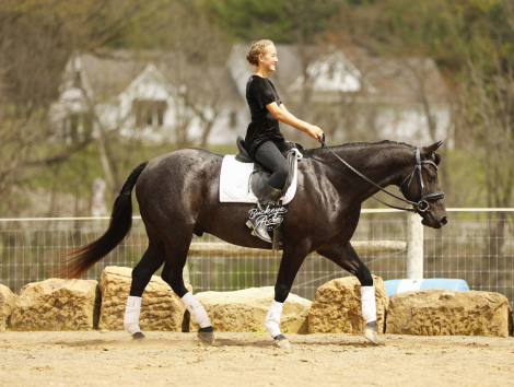 HorseID: 2312365 Hollywood Blue Jac - PhotoID: 1097439
