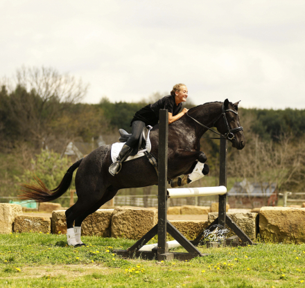 HorseID: 2312365 Hollywood Blue Jac - PhotoID: 1097440