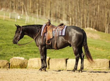 HorseID: 2312365 Hollywood Blue Jac - PhotoID: 1097441