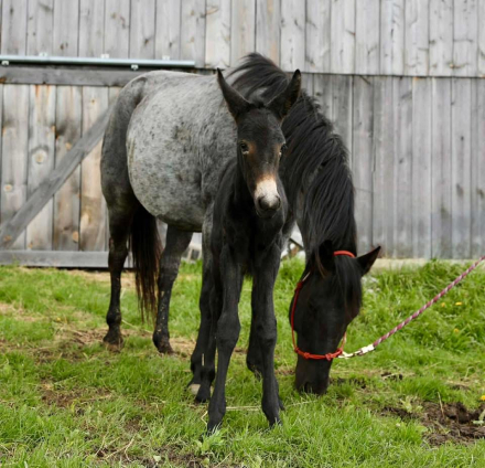 HorseID: 2312368 Theo - PhotoID: 1097455