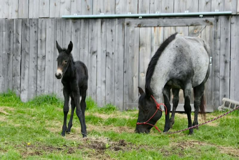 HorseID: 2312368 Theo - PhotoID: 1097456