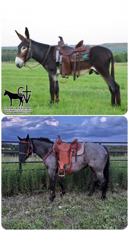 HorseID: 2312368 Theo - PhotoID: 1097457