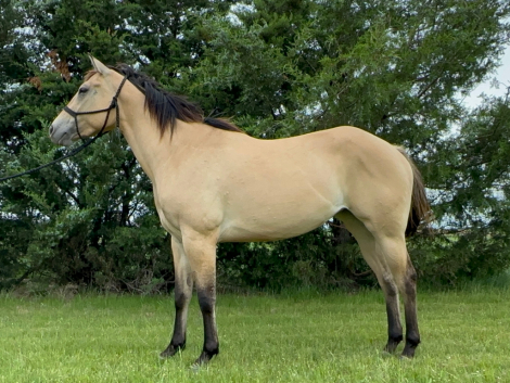 HorseID: 2312372 Chexx Patty Cakes 3 Year Old Dunskin - PhotoID: 1097461