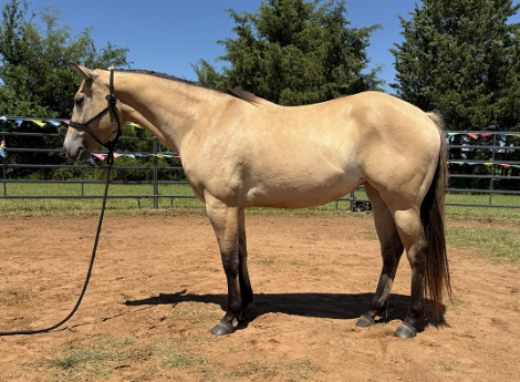 HorseID: 2312372 Chexx Patty Cakes 3 Year Old Dunskin - PhotoID: 1097461